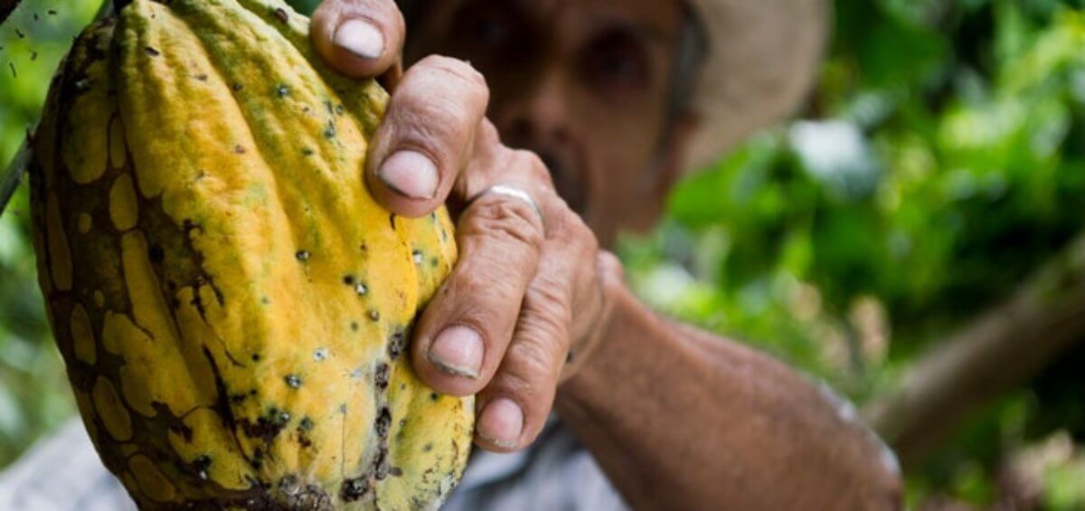 Elder cacao worker in Australia on work and holiday maker program