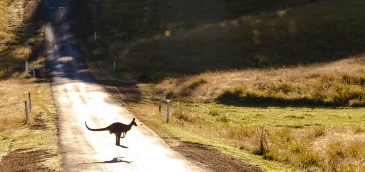 kangaroo crossing the road