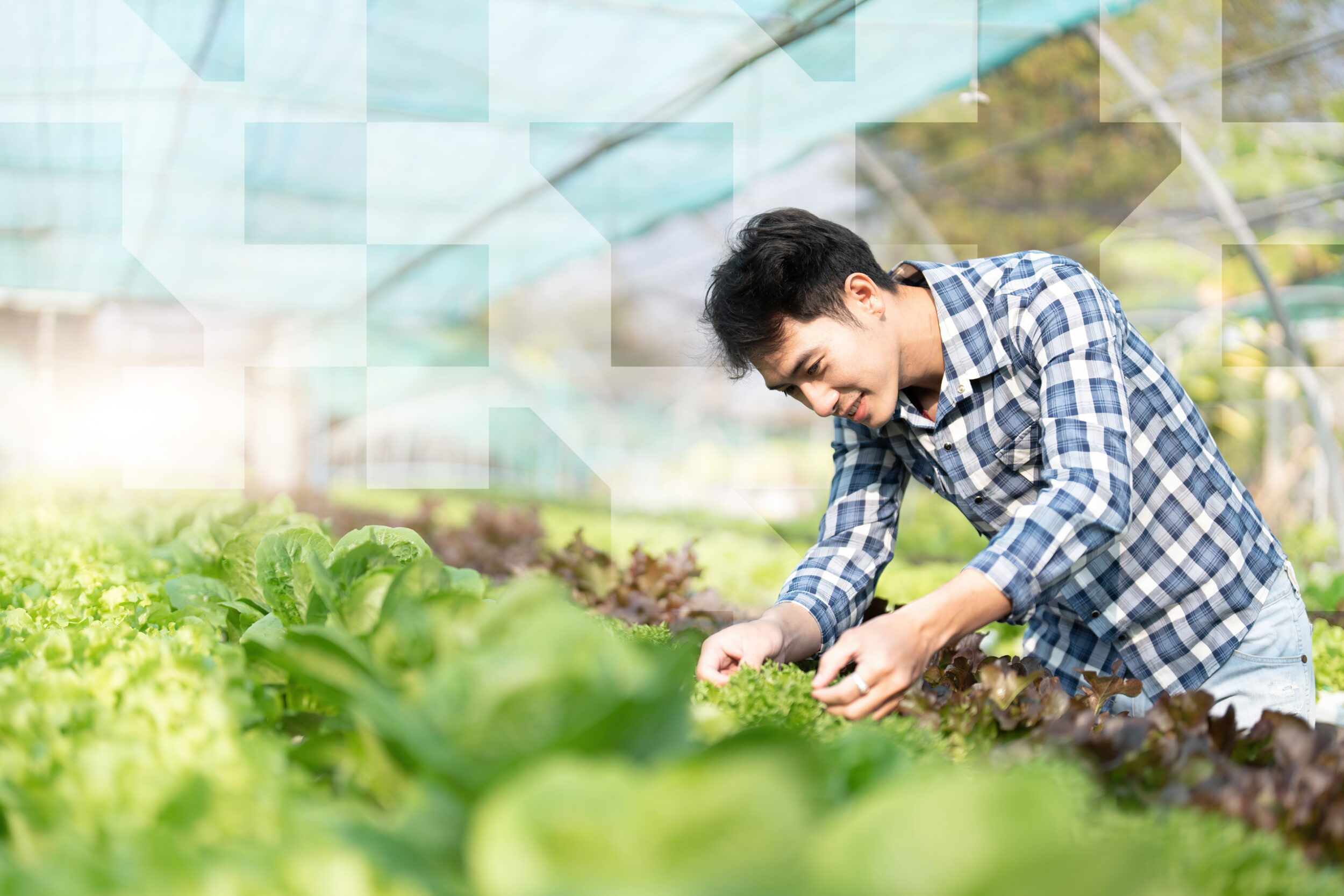 Skilled agricultural worker harvesting fresh leafy greens inside a greenhouse as part of commercial farm operations